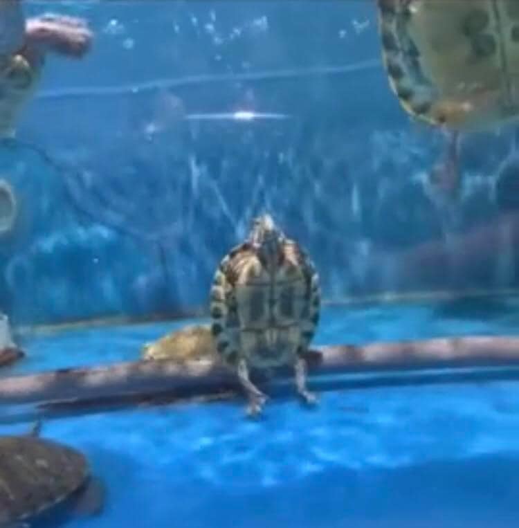 Chú rùa: Chiêm ngưỡng sự ngộ nghĩnh của chú rùa trong hình ảnh này, anh em nhé. Chú rùa nhìn rất đáng yêu và khiến chúng ta muốn ôm hôn nó.