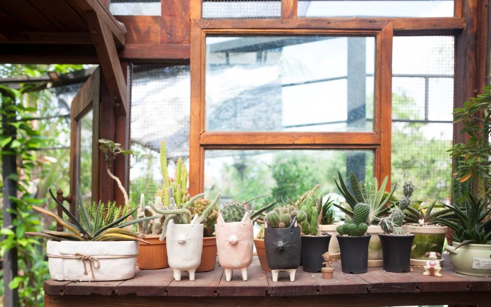 Using old wood, the young man built a beautiful garden of cacti and lotus - Photo 5.