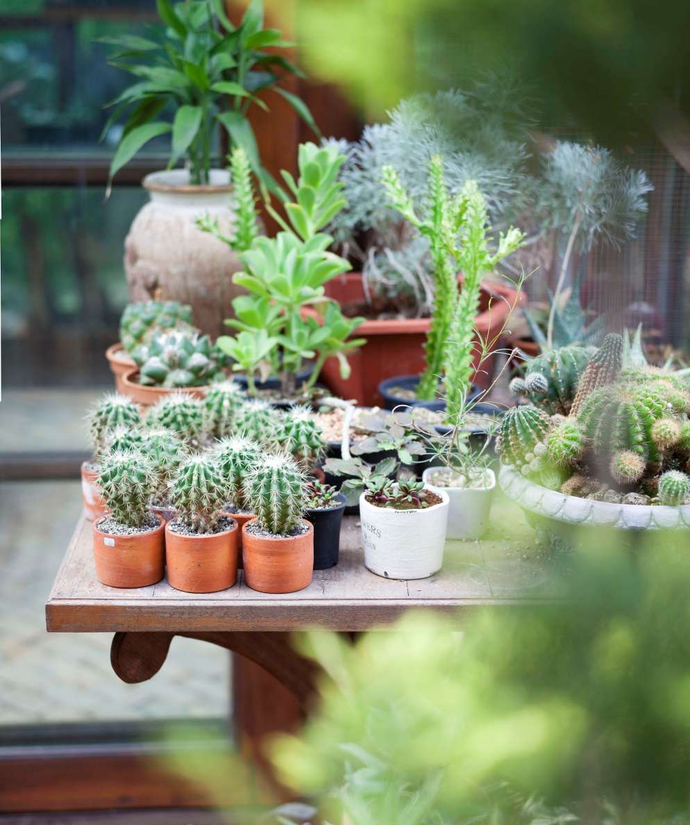 Using old wood, the young man built a beautiful garden of cacti and lotus - Photo 4.