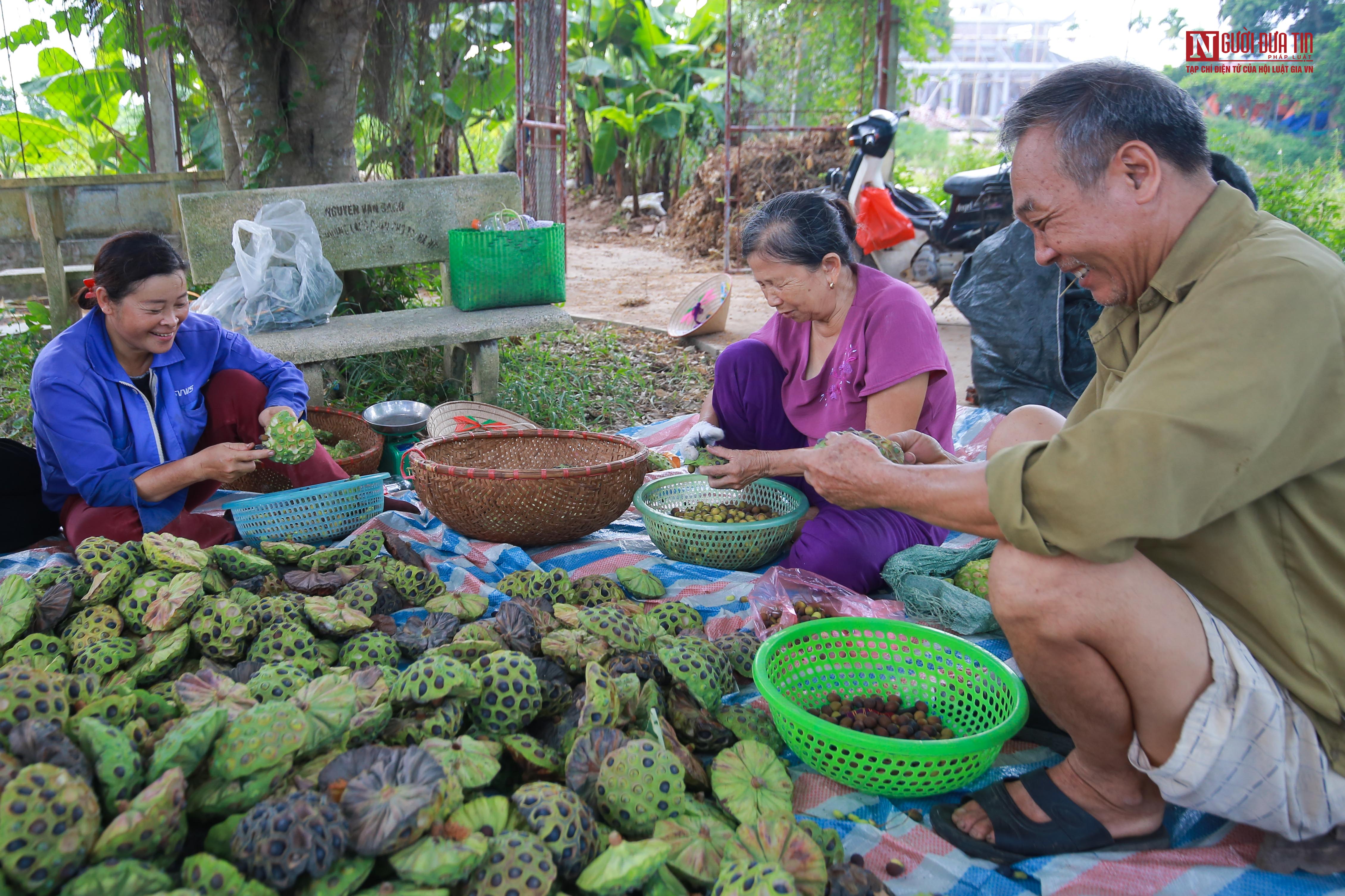 Người dân đầm mình trong bùn thu hoạch sen tại vựa sen lớn nhất miền Bắc - Ảnh 12.