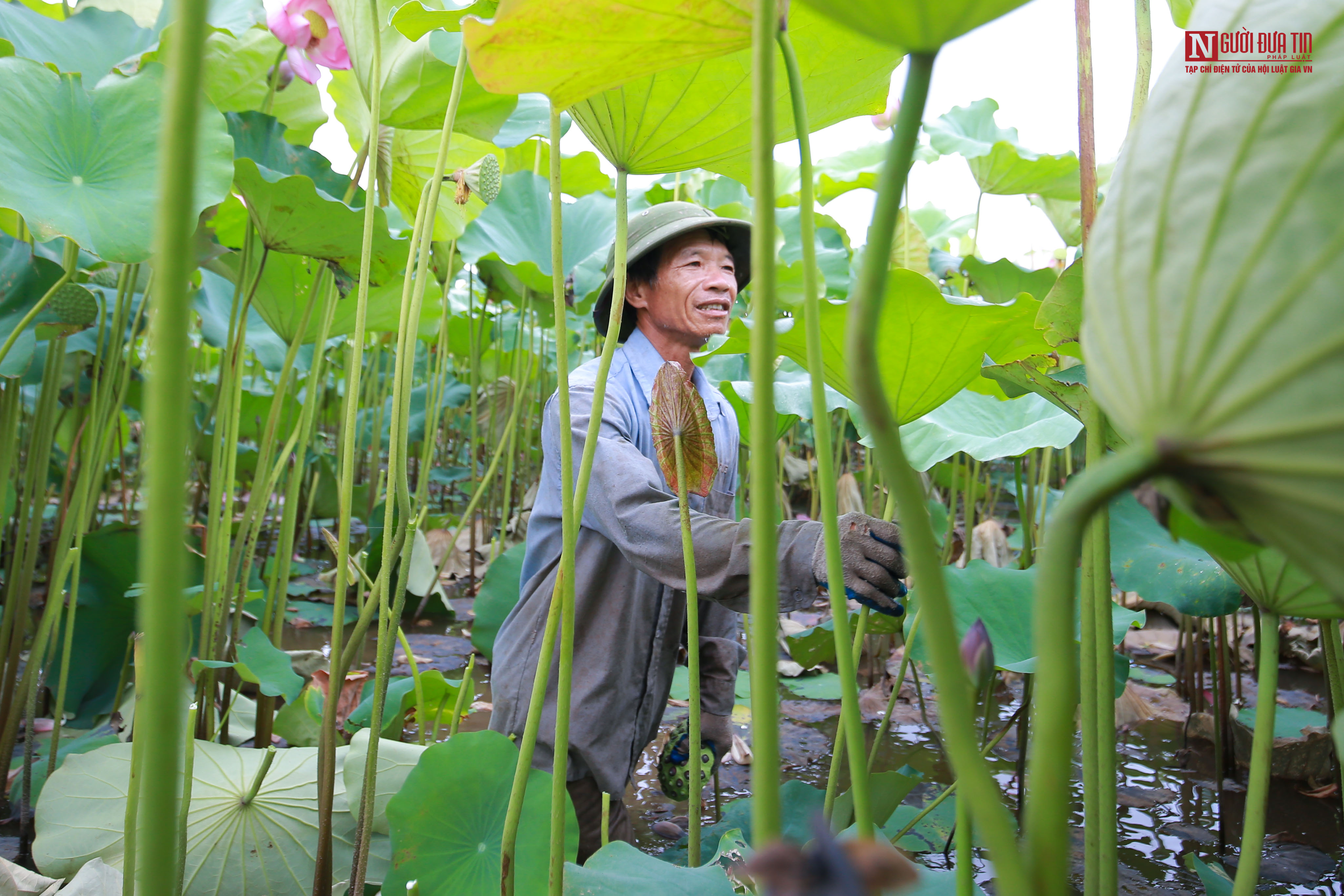 Người dân đầm mình trong bùn thu hoạch sen tại vựa sen lớn nhất miền Bắc - Ảnh 4.