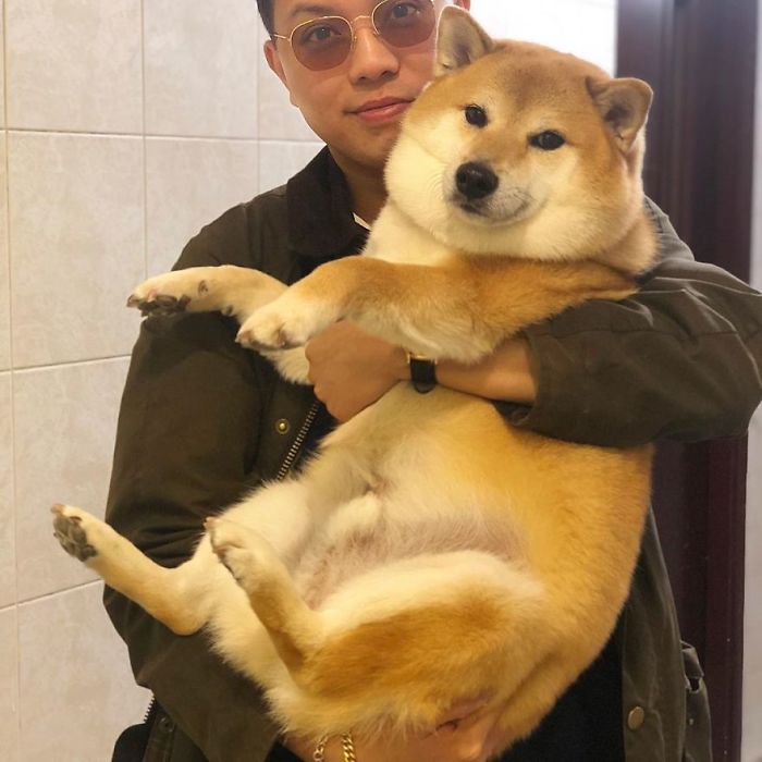 Balo nắp ngang in hình CHÓ DOGE Shiba Inu Cheems meme thiết kế thông minh  cặp sách đi học cho nam nữ  Shopee Việt Nam