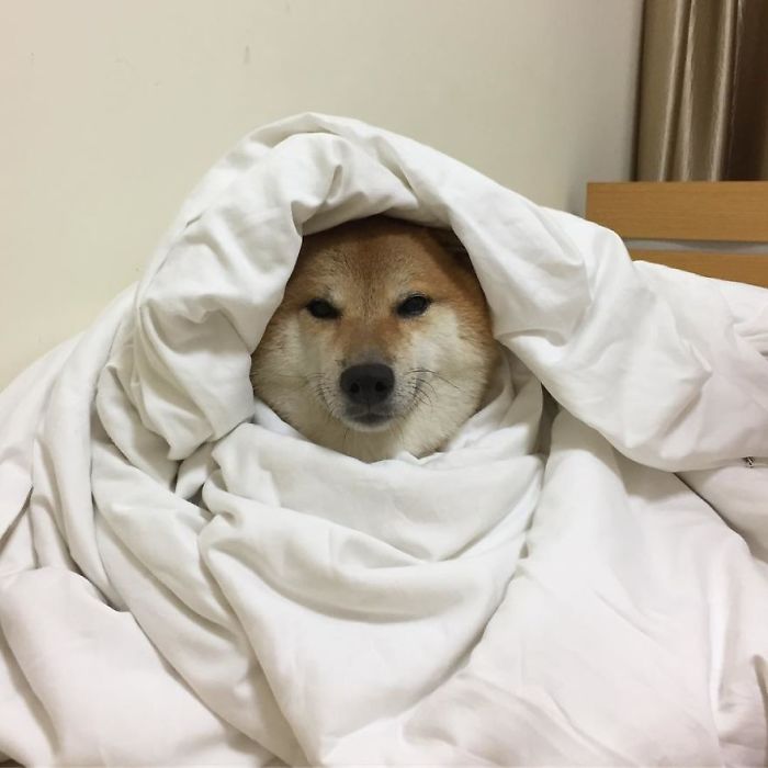 Meme chó shiba: Những meme chó Shiba đang làm mưa làm gió trên mạng xã hội. Nếu bạn muốn tìm hiểu về văn hóa Meme mới nhất hiện nay, đừng bỏ lỡ những hình ảnh hài hước của chú chó Shiba Inu.