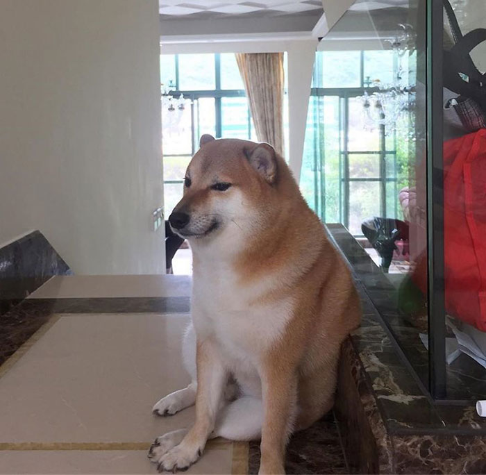 Shiba Inu: Hãy cùng chiêm ngưỡng hình ảnh của chú chó Shiba Inu đáng yêu nhất mà bạn từng thấy. Với bộ lông đặc trưng ấn tượng và tính cách thông minh, Shiba Inu chắc chắn sẽ làm trái tim bạn rung động.