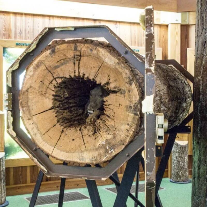 Cưa đứt thân cây sồi, người đàn ông phát hoảng khi thấy khuôn mặt nhe răng trắng xóa nhìn chằm chằm vào mình, tìm hiểu kỹ mới biết câu chuyện kỳ quái chưa từng thấy - Ảnh 4. Cưa đứt thân cây sồi, người đàn ông phát hoảng khi thấy khuôn mặt nhe răng trắng xóa nhìn chằm chằm vào mình, tìm hiểu kỹ mới biết câu chuyện kỳ quái chưa từng thấy - Ảnh 4.