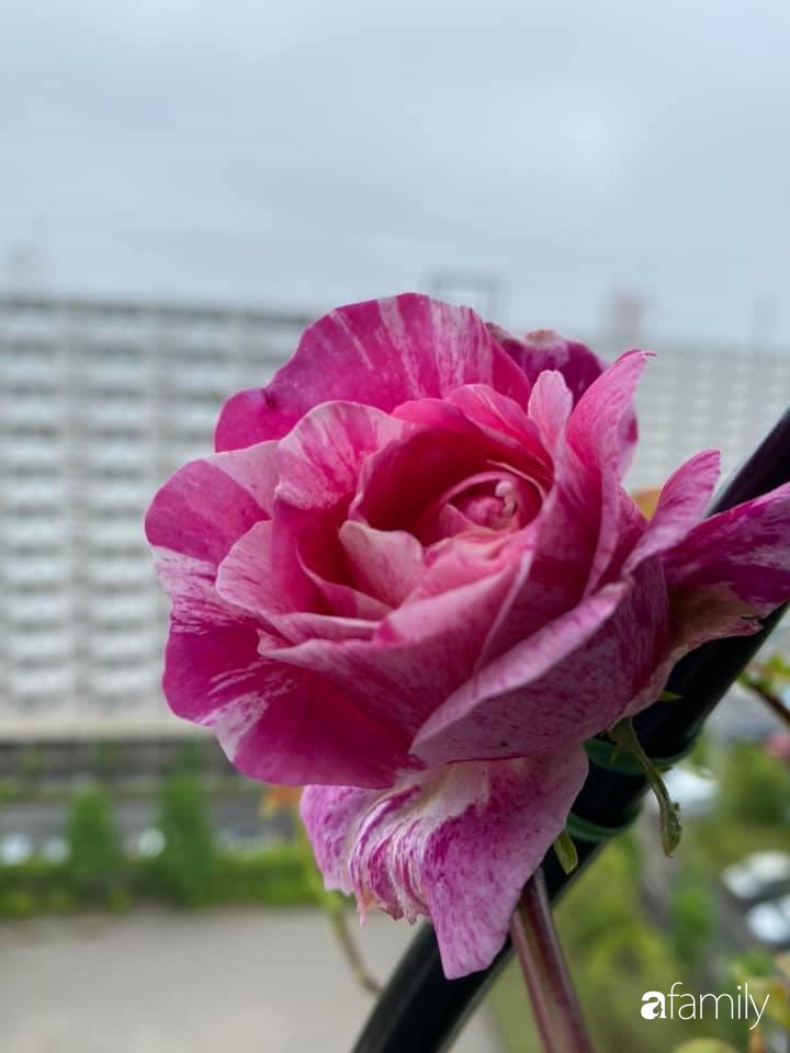 Mẹ Việt sở hữu vườn hồng cả &quot;triệu bông&quot; mách chị em cách trồng hoa đơn giản mà vẫn &quot;lên như nấm&quot; - Ảnh 9.