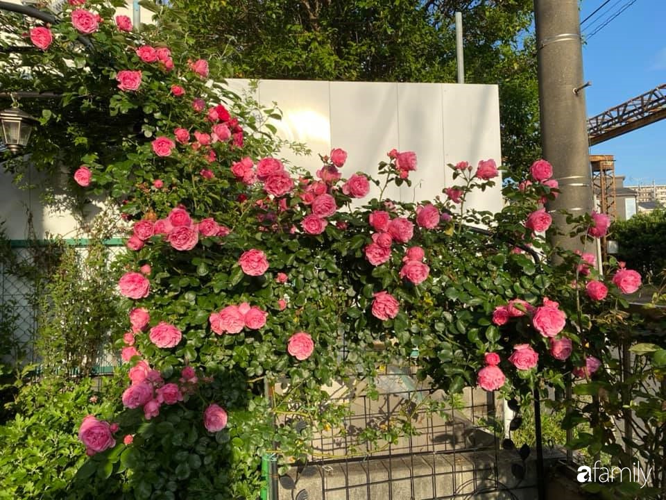 Mẹ Việt sở hữu vườn hồng cả &quot;triệu bông&quot; mách chị em cách trồng hoa đơn giản mà vẫn &quot;lên như nấm&quot; - Ảnh 5.