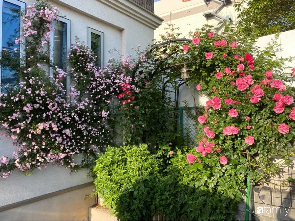 Mẹ Việt sở hữu vườn hồng cả &quot;triệu bông&quot; mách chị em cách trồng hoa đơn giản mà vẫn &quot;lên như nấm&quot; - Ảnh 6.