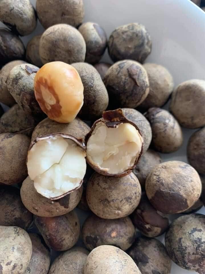 Quả rừng Sơn La hoang dại thơm ngọt giống phô mai tươi, bà nội trợ Hà thành liên tục đặt mua về làm sữa hạt, nấu canh - Ảnh 2. Quả rừng Sơn La hoang dại thơm ngọt giống phô mai tươi, bà nội trợ Hà thành liên tục đặt mua về làm sữa hạt, nấu canh - Ảnh 2.