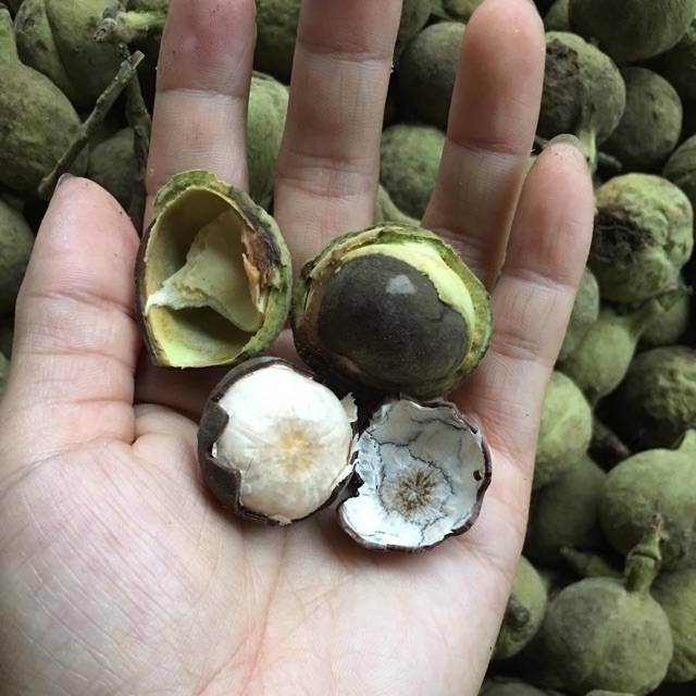 Quả rừng Sơn La hoang dại thơm ngọt giống phô mai tươi, bà nội trợ Hà thành liên tục đặt mua về làm sữa hạt, nấu canh - Ảnh 3. Quả rừng Sơn La hoang dại thơm ngọt giống phô mai tươi, bà nội trợ Hà thành liên tục đặt mua về làm sữa hạt, nấu canh - Ảnh 3.