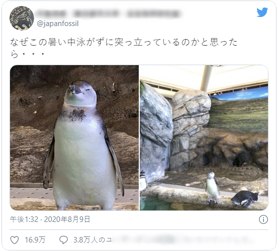 Khách tham quan thủy cung Nhật Bản thấy chú chim cánh cụt đứng bất động như hóa đá, nhìn lên trần nhà mới vỡ lẽ lý do - Ảnh 2.