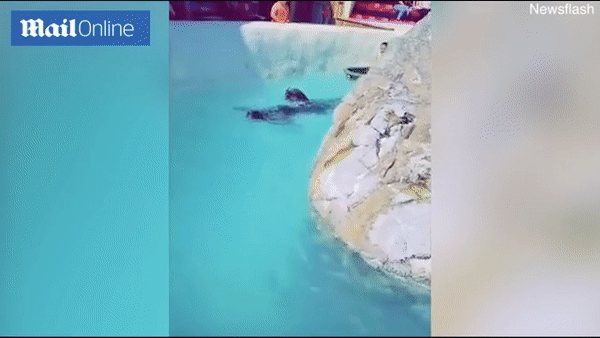 Đoạn clip quay 2 chú hải cẩu bơi quanh hồ nhưng món đồ trên cổ chúng lại gây chú ý và khiến hàng nghìn dân mạng nóng máu - Ảnh 1.