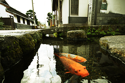 Chứng minh độ sạch của cống rãnh, Nhật Bản nuôi cá Koi thành từng đàn dưới làn nước cống trong vắt - Ảnh 7.