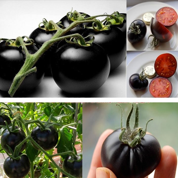 Hướng dẫn bạn cách tự trồng cà chua cherry với vỏ màu đen bóng đẹp hút mắt - Ảnh 3.