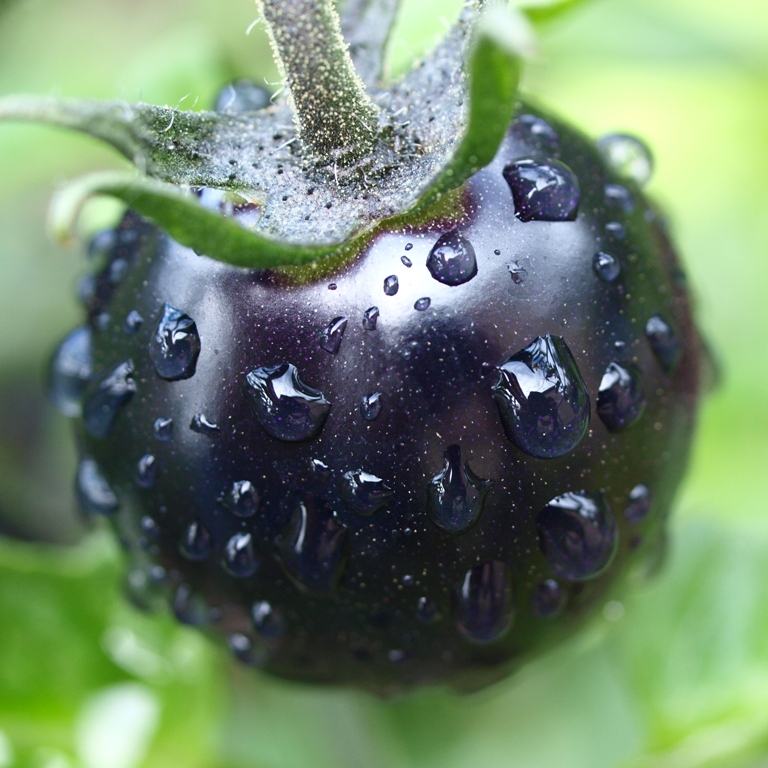 Hướng dẫn bạn cách tự trồng cà chua cherry với vỏ màu đen bóng đẹp hút mắt - Ảnh 10.