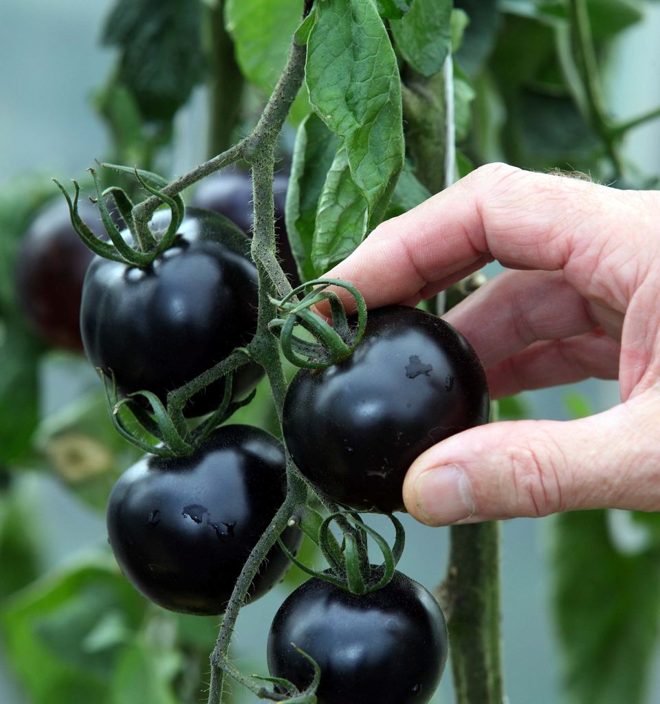 Hướng dẫn bạn cách tự trồng cà chua cherry với vỏ màu đen bóng đẹp hút mắt - Ảnh 2.