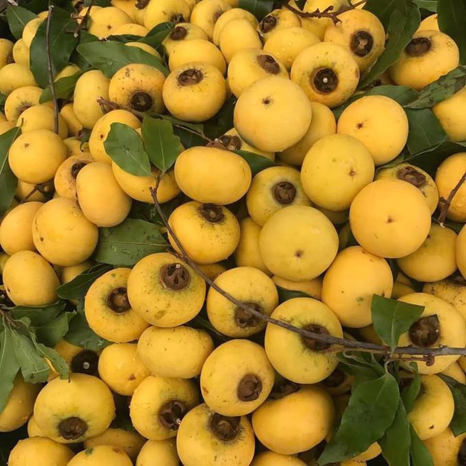 Chú LongVIP ở thủ đô của Angola về VN lâu chưa ta?