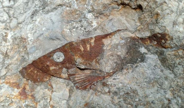 Phát hiện hóa thạch loài cá cổ đại chưa từng thấy ở Campuchia - Ảnh 1.