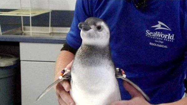 Những sự thật thú vị về chim cánh cụt khiến bạn phải ố á, hóa ra loài vật dễ thương này còn có cả kho tàng chuyện hài hước - Ảnh 1.