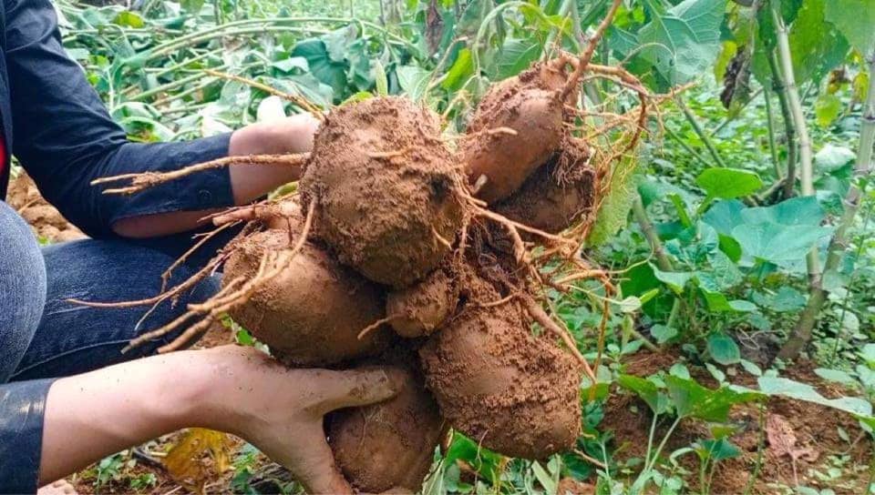 Rộ mùa khoai sâm Lào Cai thơm mùi nhân sâm nhưng giá rẻ bèo như khoai lang được bà nội trợ mua cả yến về ăn - Ảnh 1.