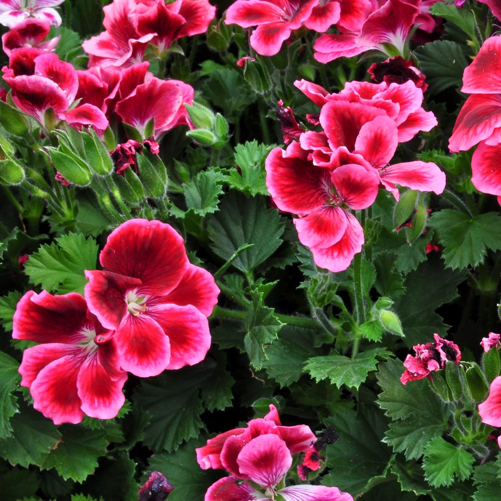Ban công quanh năm rực rỡ sắc màu nhờ trồng những loại hoa này khi nở sẽ được hàng trăm ngày - Ảnh 11.