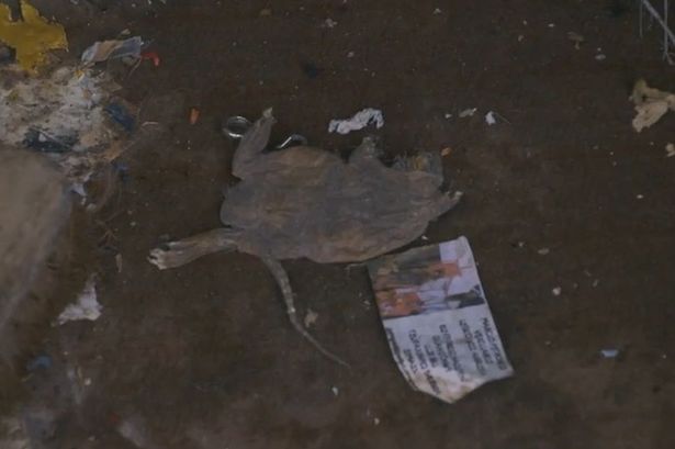 Bên trong căn hộ nhiều rác nhất Anh quốc: Chuột vào rồi đành bỏ mạng vì không có đường ra - Ảnh 2.