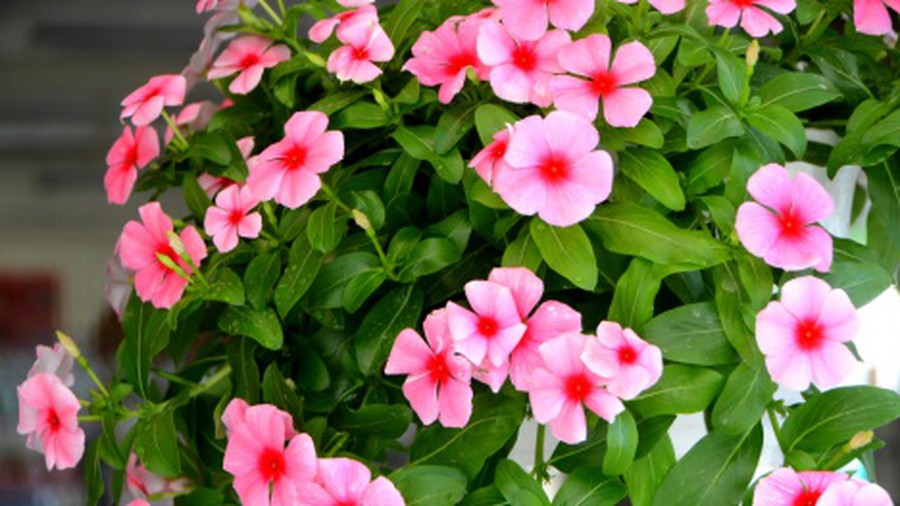 Ban công quanh năm rực rỡ sắc màu nhờ trồng những loại hoa này khi nở sẽ được hàng trăm ngày - Ảnh 8.