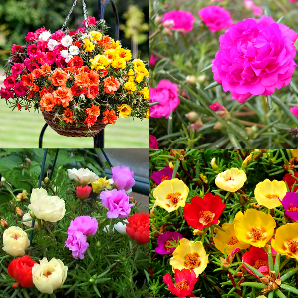 Ban công quanh năm rực rỡ sắc màu nhờ trồng những loại hoa này khi nở sẽ được hàng trăm ngày - Ảnh 7.