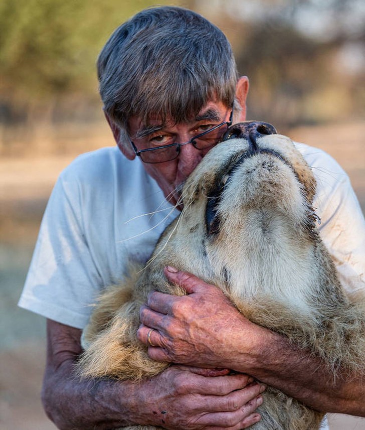 Having just been born, separated from his parents to avoid being eaten, the lion cub came to live with the man and began a strange 11-year friendship.