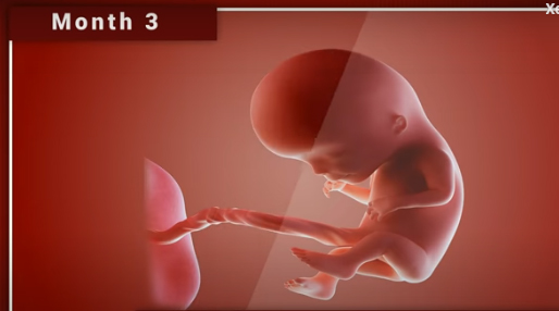 Chùm ảnh: Sự phát triển của thai nhi trong bụng mẹ qua từng mốc thời gian - Ảnh 4.