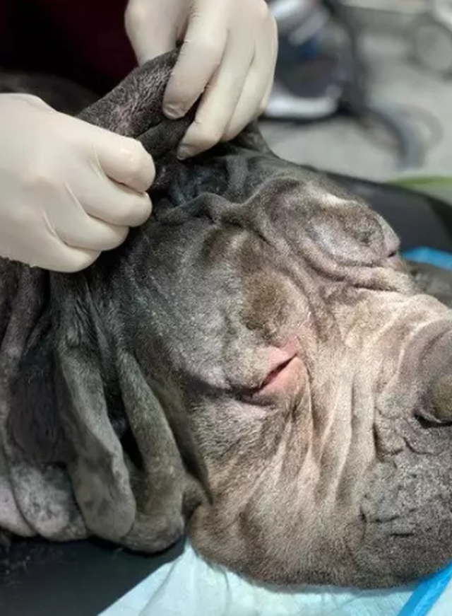 Chàng chó ngao có khuôn mặt chảy xệ đến nỗi không mở được mắt, chủ cho đi thẩm mỹ &quot;căng da mặt&quot; và kết quả sau khi loại bỏ 1kg da gây bất ngờ - Ảnh 2.