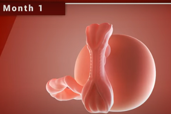 Chùm ảnh: Sự phát triển của thai nhi trong bụng mẹ qua từng mốc thời gian - Ảnh 2.