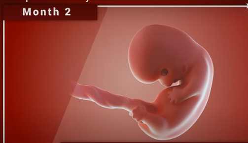 Chùm ảnh: Sự phát triển của thai nhi trong bụng mẹ qua từng mốc thời gian - Ảnh 3.