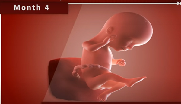 Chùm ảnh: Sự phát triển của thai nhi trong bụng mẹ qua từng mốc thời gian - Ảnh 5.
