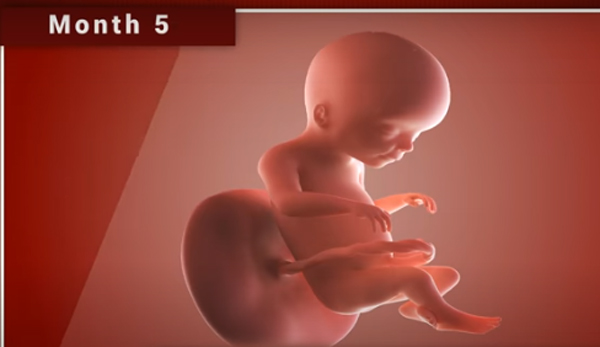 Chùm ảnh: Sự phát triển của thai nhi trong bụng mẹ qua từng mốc thời gian - Ảnh 6.