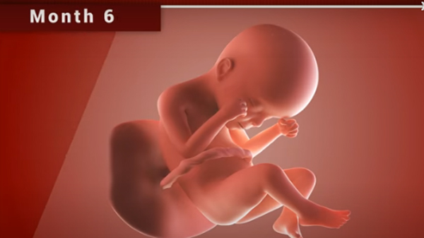 Chùm ảnh: Sự phát triển của thai nhi trong bụng mẹ qua từng mốc thời gian - Ảnh 8.