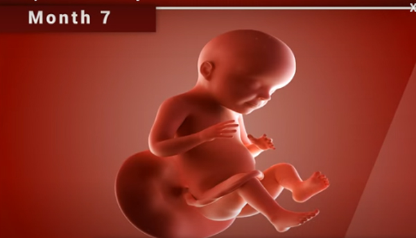Chùm ảnh: Sự phát triển của thai nhi trong bụng mẹ qua từng mốc thời gian - Ảnh 9.