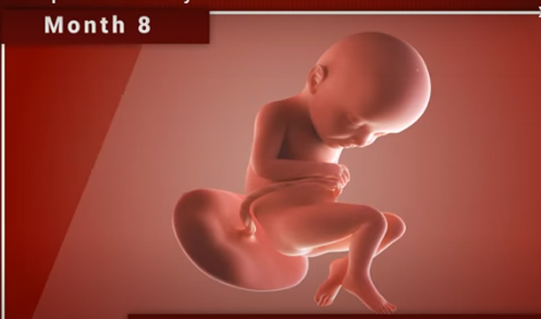 Chùm ảnh: Sự phát triển của thai nhi trong bụng mẹ qua từng mốc thời gian - Ảnh 10.