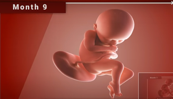 Chùm ảnh: Sự phát triển của thai nhi trong bụng mẹ qua từng mốc thời gian - Ảnh 11.