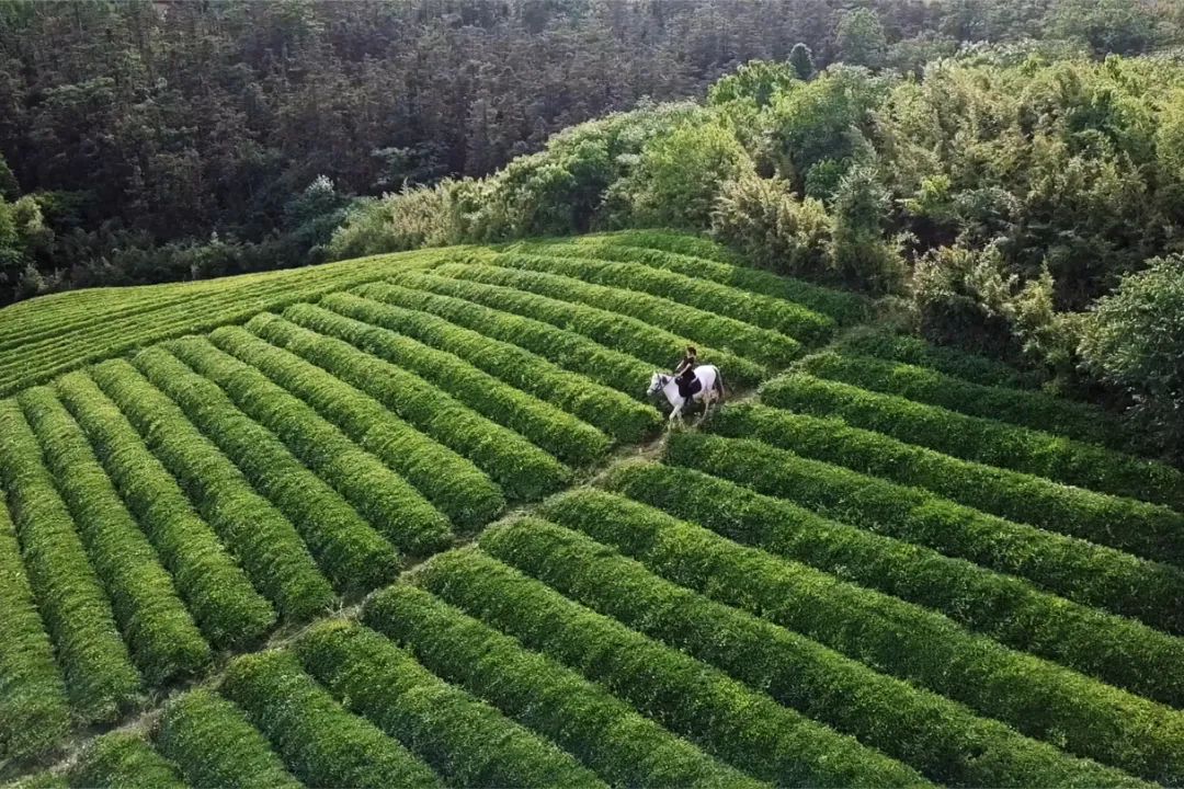 Cô gái xinh đẹp quyết nghỉ việc về quê xây lâu đài trắng, làm vườn cùng bố trên mảnh đất 3000m² - Ảnh 15.