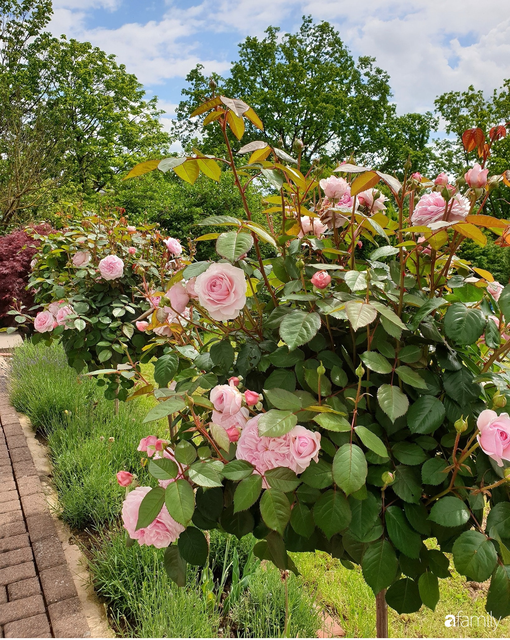 Khu vườn hoa hồng ngọt ngào, đẹp như bài thơ của người phụ nữ Việt ở Đức - Ảnh 10.
