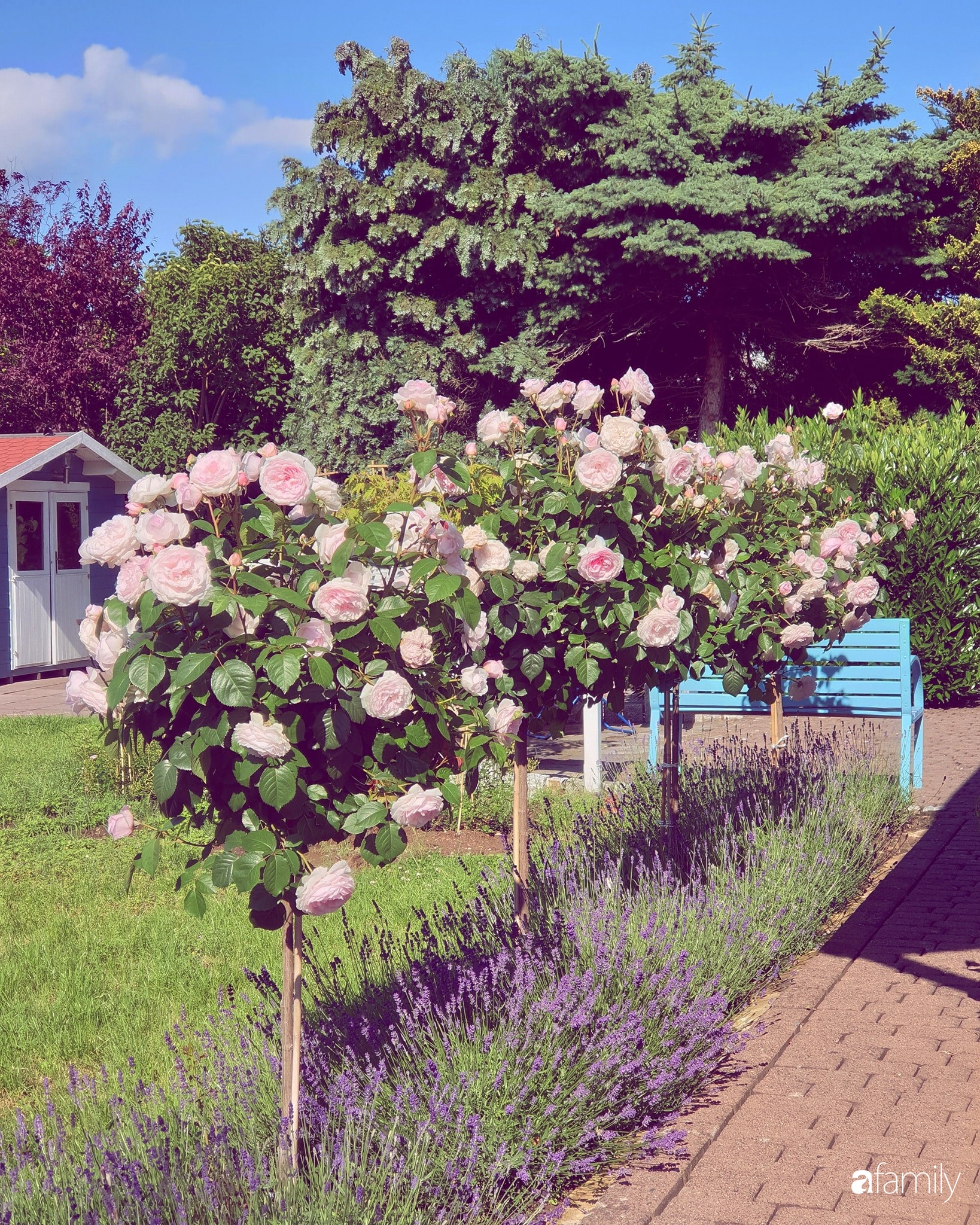 Khu vườn hoa hồng ngọt ngào, đẹp như bài thơ của người phụ nữ Việt ở Đức - Ảnh 8.