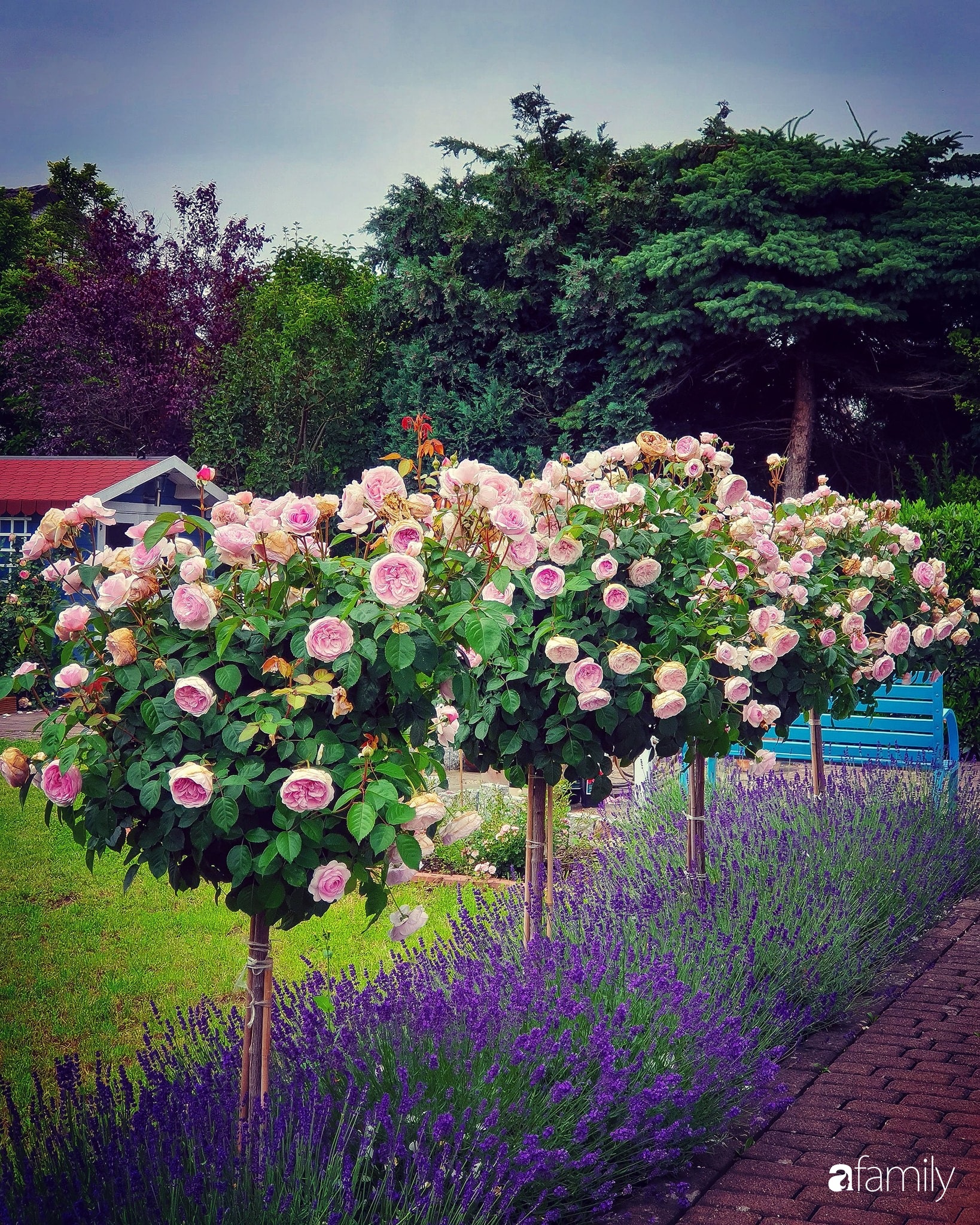 Khu vườn hoa hồng ngọt ngào, đẹp như bài thơ của người phụ nữ Việt ở Đức - Ảnh 11.