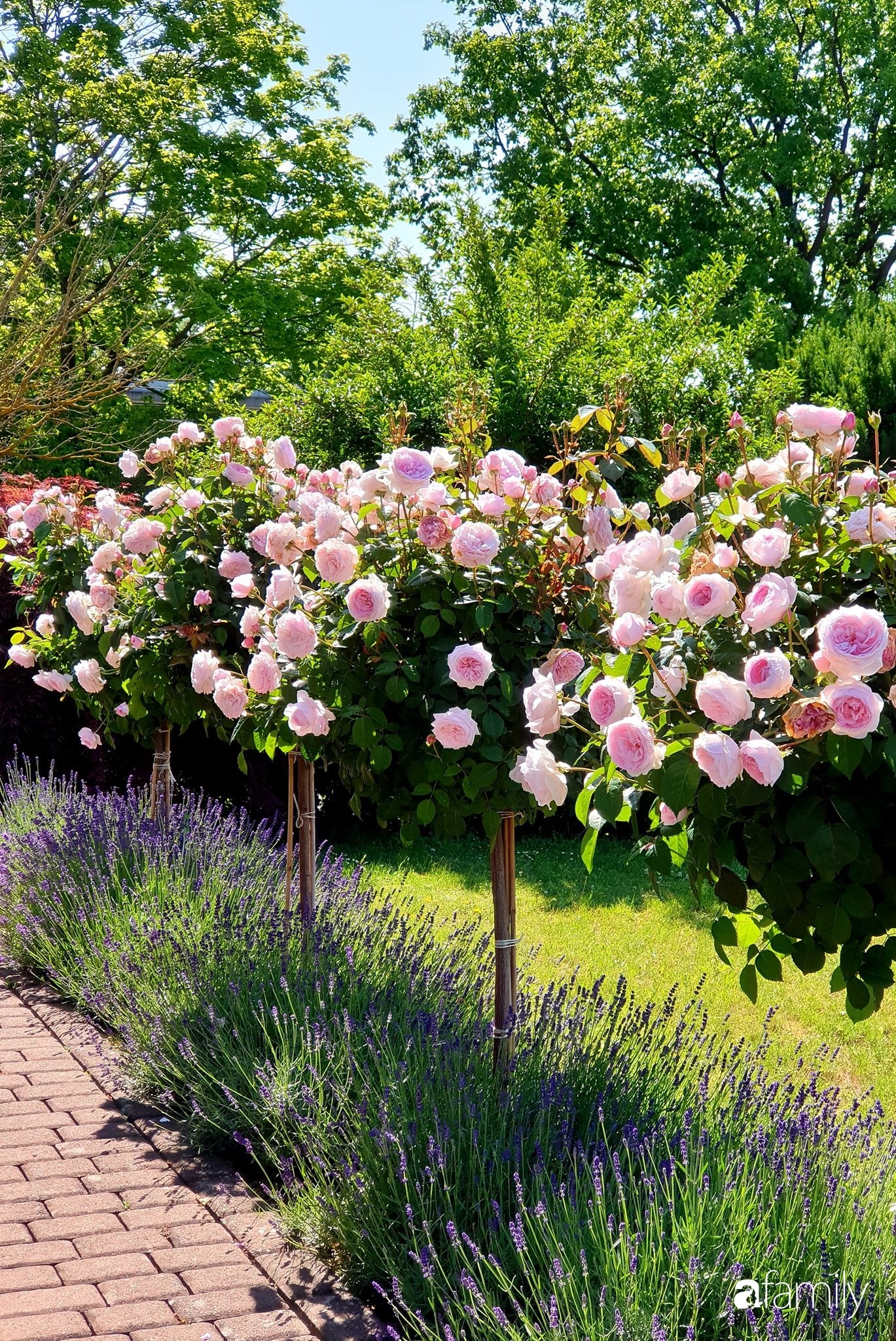 Khu vườn hoa hồng ngọt ngào, đẹp như bài thơ của người phụ nữ Việt ở Đức - Ảnh 7.