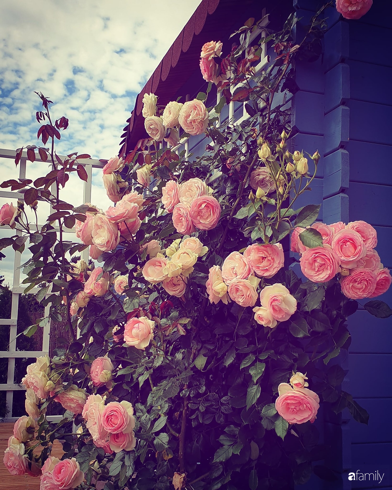 Khu vườn hoa hồng ngọt ngào, đẹp như bài thơ của người phụ nữ Việt ở Đức - Ảnh 3.