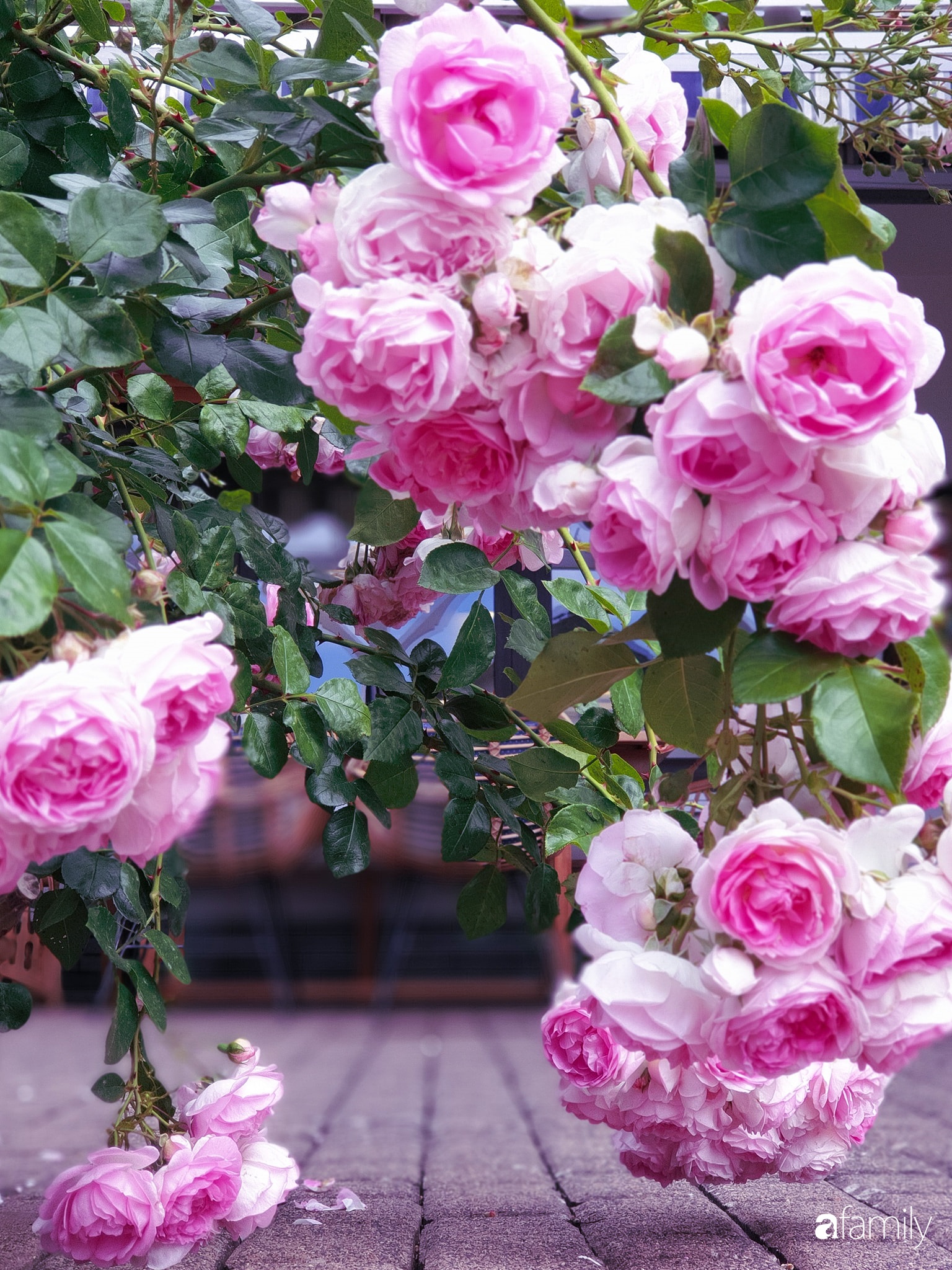 Khu vườn hoa hồng ngọt ngào, đẹp như bài thơ của người phụ nữ Việt ở Đức - Ảnh 12.