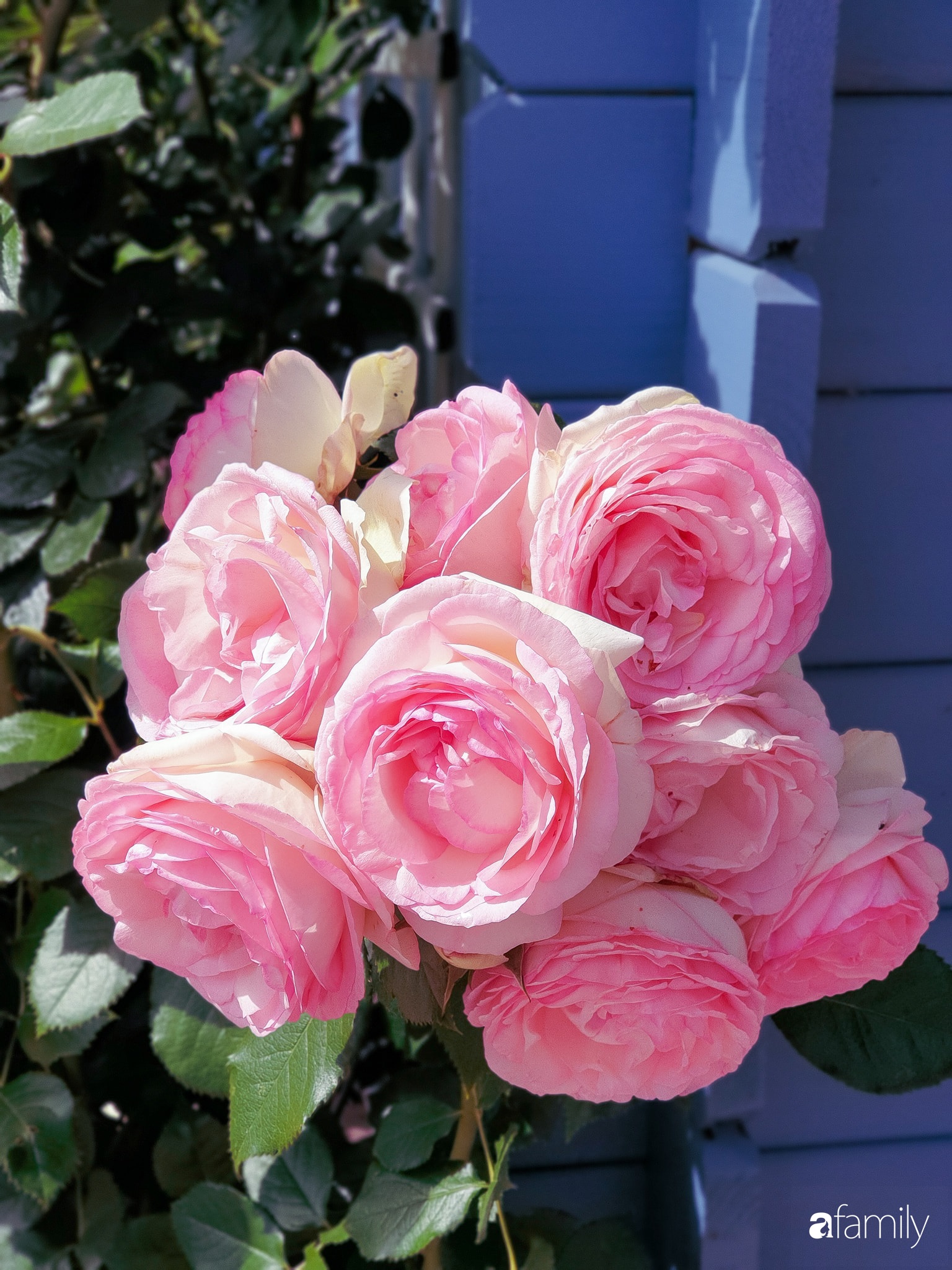 Khu vườn hoa hồng ngọt ngào, đẹp như bài thơ của người phụ nữ Việt ở Đức - Ảnh 13.