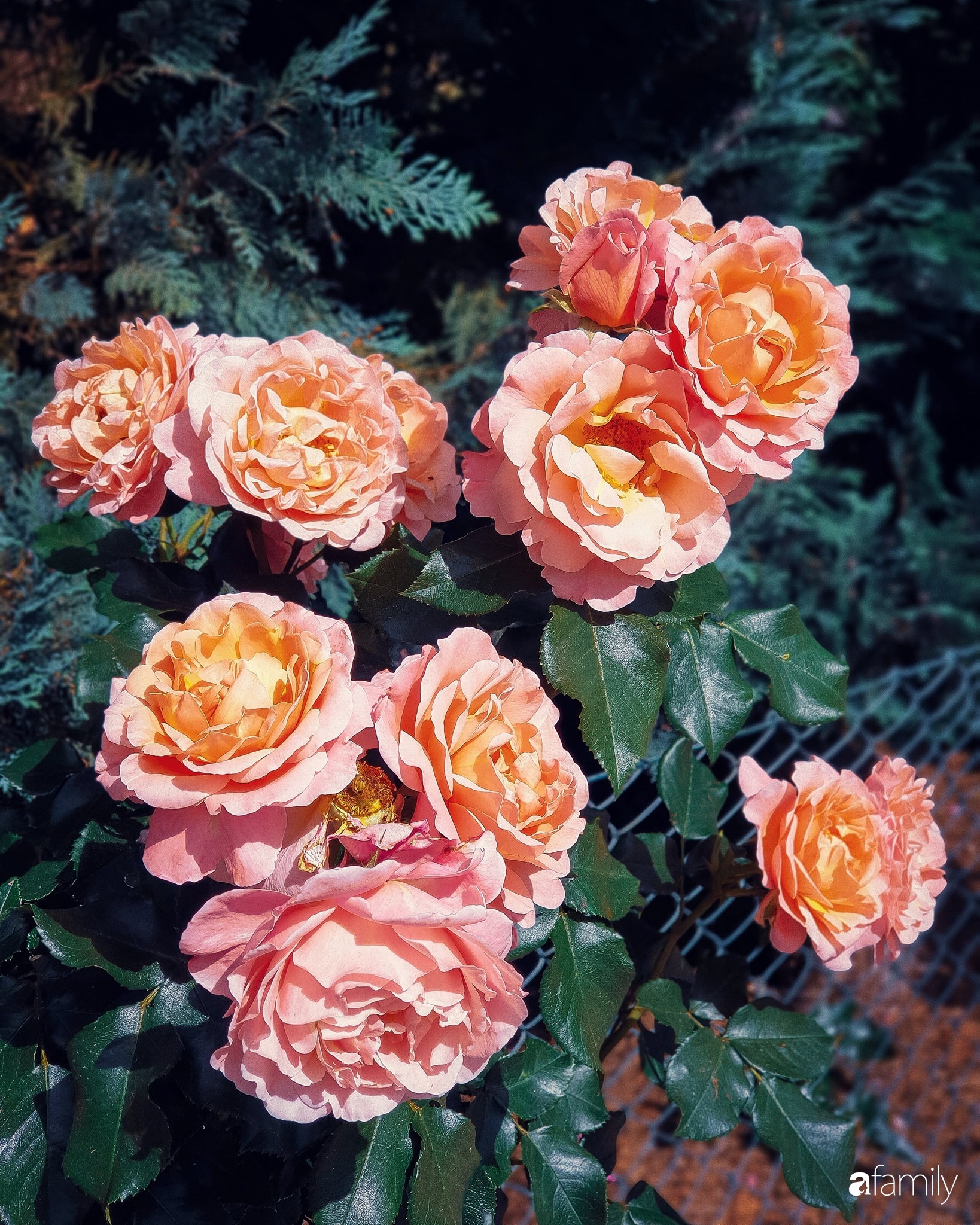 Khu vườn hoa hồng ngọt ngào, đẹp như bài thơ của người phụ nữ Việt ở Đức - Ảnh 5.