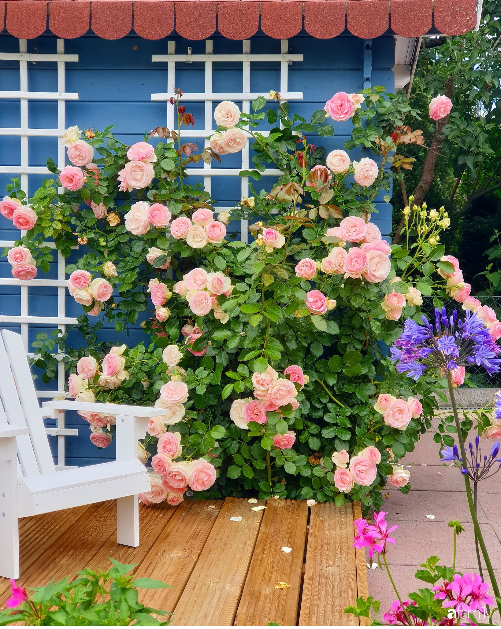 Khu vườn hoa hồng ngọt ngào, đẹp như bài thơ của người phụ nữ Việt ở Đức - Ảnh 2.