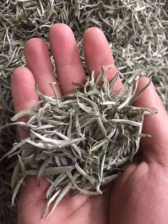 Chè Shan Tuyết ngậm sương núi, "tiền chát, hậu ngọt" giá 2 triệu đồng/kg vẫn không có để mua - Ảnh 4. Chè Shan Tuyết ngậm sương núi, "tiền chát, hậu ngọt" giá 2 triệu đồng/kg vẫn không có để mua - Ảnh 4.